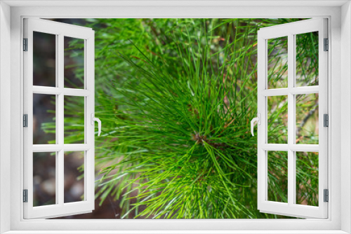 Fototapeta Naklejka Na Ścianę Okno 3D - Clsoe up of evergreen coniferous tree branch with long green needles