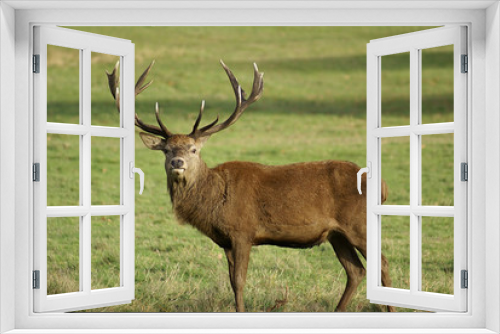 Fototapeta Naklejka Na Ścianę Okno 3D - male deer