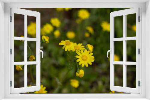 Fototapeta Naklejka Na Ścianę Okno 3D - field of yellow flowers 