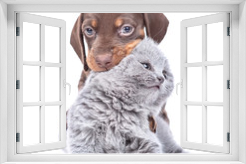 Fototapeta Naklejka Na Ścianę Okno 3D - Dachshund puppy gnaw kitten's ear. isolated on white background