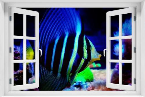 Fototapeta Naklejka Na Ścianę Okno 3D - Sailfin Tang Fish - (Zebrasoma veliferum) 