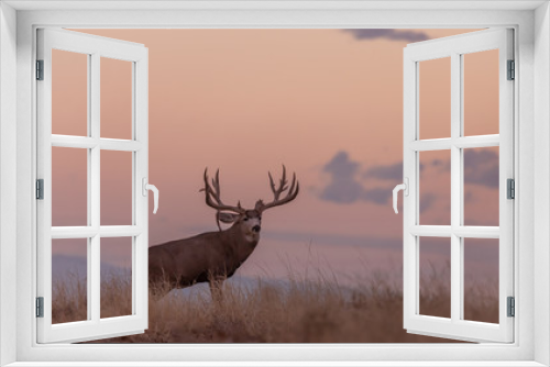 Fototapeta Naklejka Na Ścianę Okno 3D - Buck Mule Deer in Autumn in Colorado at Sunrise