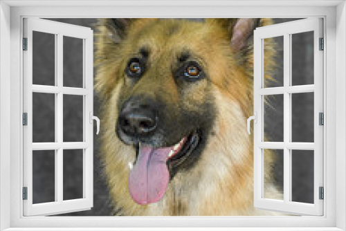Fototapeta Naklejka Na Ścianę Okno 3D - Cute and funny dog photo portrait