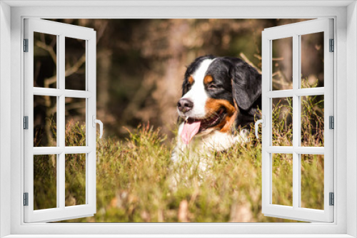 Fototapeta Naklejka Na Ścianę Okno 3D - Bernese mountain dog in the forest.