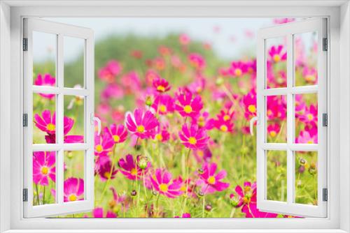Fototapeta Naklejka Na Ścianę Okno 3D - pink cosmos flowers blooming in a field