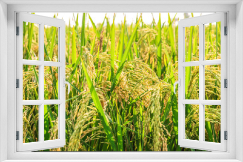 Fototapeta Naklejka Na Ścianę Okno 3D - green and growing rice fields 