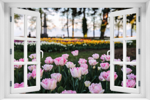 Fototapeta Naklejka Na Ścianę Okno 3D - Tulip field in Spring