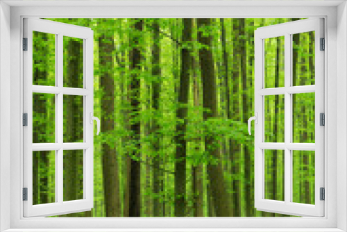 Fototapeta Naklejka Na Ścianę Okno 3D - forest background
