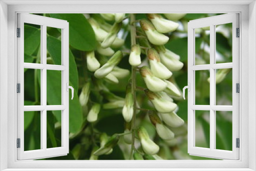 Fototapeta Naklejka Na Ścianę Okno 3D - buds of acacia flowers before honey harvest. Not completely loose flowers on tree. White flowers tree acacia. Blooming clusters of acacia. Branches of black locust Robinia pseudoacacia