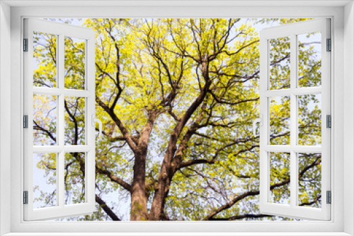 Fototapeta Naklejka Na Ścianę Okno 3D - Oak tree in the spring forest on blue sky