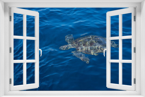Fototapeta Naklejka Na Ścianę Okno 3D - A sea turtle swimming up to the surface