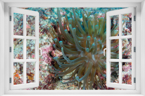 Fototapeta Naklejka Na Ścianę Okno 3D - Giant Sea Anemone picture taken in south east Florida.