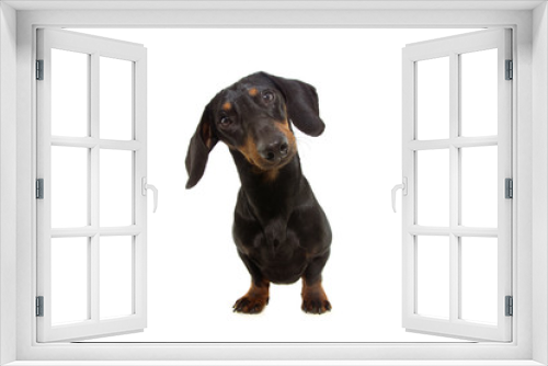 Fototapeta Naklejka Na Ścianę Okno 3D - Portrait dachshund dog puppy with big ears tilting head side. Isolated on white bacground.
