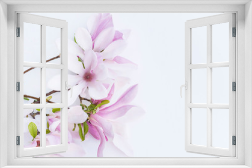Fototapeta Naklejka Na Ścianę Okno 3D - Beautiful twig with pink magnolia flowers isolated on white background. Space for text