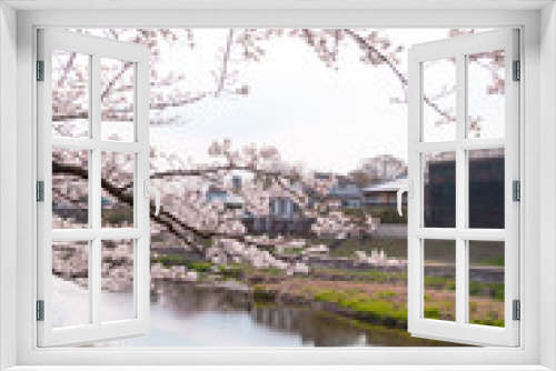 Fototapeta Naklejka Na Ścianę Okno 3D - 【京都】鴨川の桜