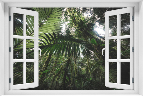 Fototapeta Naklejka Na Ścianę Okno 3D - Looking up the trunk of a giant rainforest tree jungle