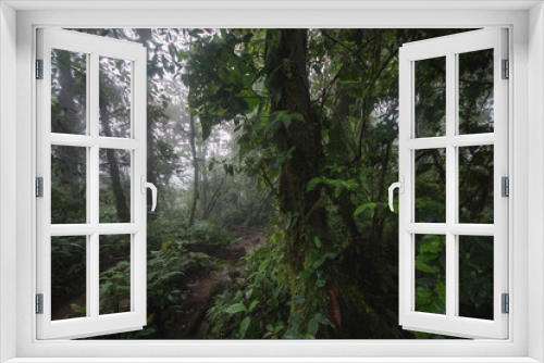 Fototapeta Naklejka Na Ścianę Okno 3D - Tropical rain forest, Cerro Chato, Costa Rica