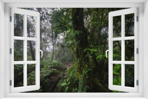Fototapeta Naklejka Na Ścianę Okno 3D - Green forest in a misty morning, Costa Rica.