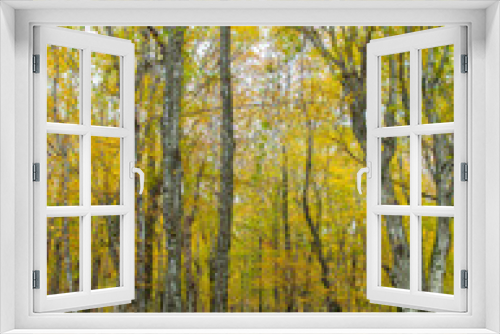 Fototapeta Naklejka Na Ścianę Okno 3D - Autumn forest