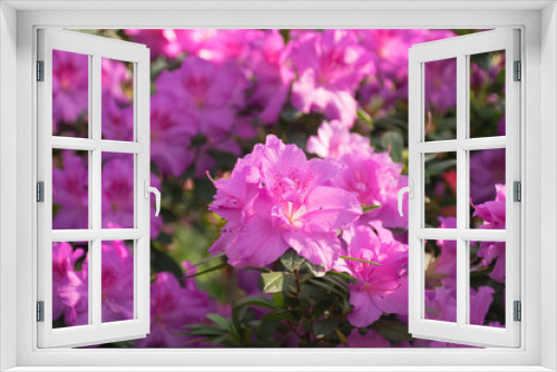 Fototapeta Naklejka Na Ścianę Okno 3D - Pink azalea bush in greenhouse. Beautiful flowers. Season of flowering azaleas.