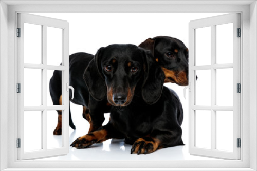 Fototapeta Naklejka Na Ścianę Okno 3D - Two Teckel puppies curiously looking away