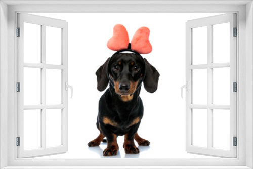 Fototapeta Naklejka Na Ścianę Okno 3D - Adorable Teckel puppy wearing bow headband