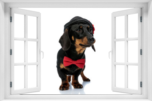 Fototapeta Naklejka Na Ścianę Okno 3D - Curious Teckel puppy wearing bowtie and hat