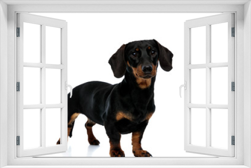 Fototapeta Naklejka Na Ścianę Okno 3D - Curious Teckel dog looking forward