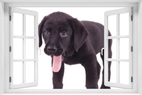 Fototapeta Naklejka Na Ścianę Okno 3D - happy labrador retriever sticking out tongue