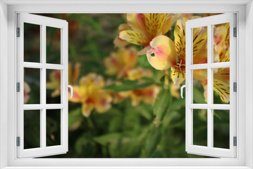 Fototapeta Naklejka Na Ścianę Okno 3D - オレンジ色の花