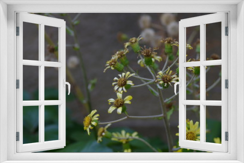 Fototapeta Naklejka Na Ścianę Okno 3D - 枯れかけたツワブキの花