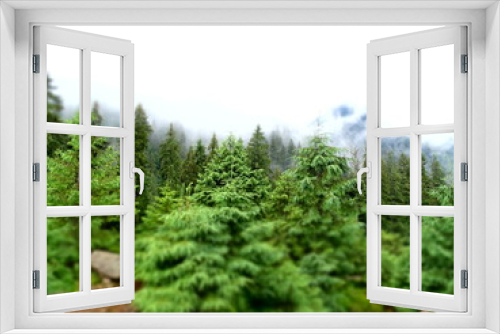 Fototapeta Naklejka Na Ścianę Okno 3D - Carphatians forest fog