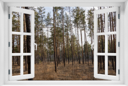 Fototapeta Naklejka Na Ścianę Okno 3D - Coniferous forest in early spring