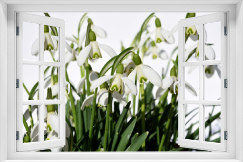 Fototapeta Naklejka Na Ścianę Okno 3D - Schneegloeckchen, Galanthus nivalis