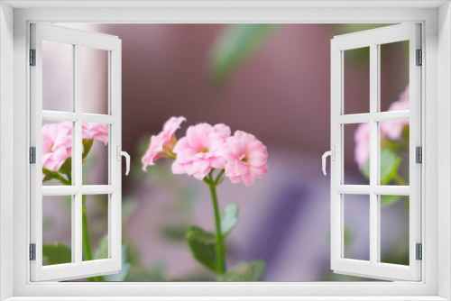 Fototapeta Naklejka Na Ścianę Okno 3D - the tiny pink flowers of Kalanchoe. Spring flowers.