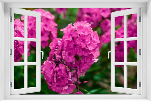 Fototapeta Naklejka Na Ścianę Okno 3D -  Beautiful colored spring flowers blurred background