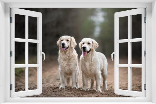 Fototapeta Naklejka Na Ścianę Okno 3D - two golden retriever dogs standing in the forest together