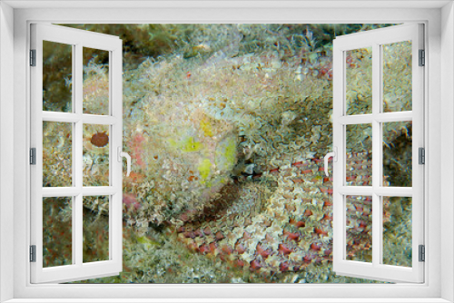 Fototapeta Naklejka Na Ścianę Okno 3D - Spotted Scorpion on a coral reef in Florida.