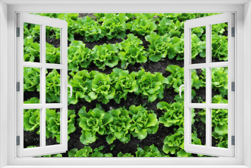 Fototapeta Naklejka Na Ścianę Okno 3D - lettuce growing in the soil .