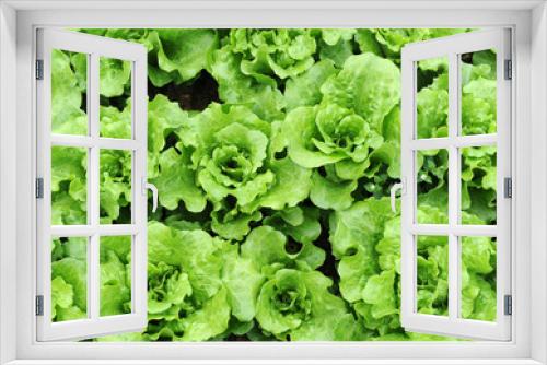 Fototapeta Naklejka Na Ścianę Okno 3D - lettuce growing in the soil .