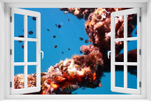 Fototapeta Naklejka Na Ścianę Okno 3D - fish in sea