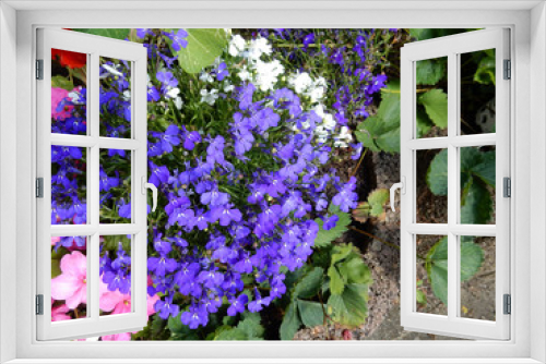 Fototapeta Naklejka Na Ścianę Okno 3D - Männertreu und Fleißiges Lieschen Blumen in Garten,