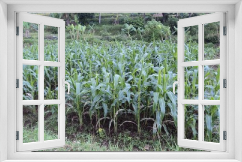 Fototapeta Naklejka Na Ścianę Okno 3D - field of corn