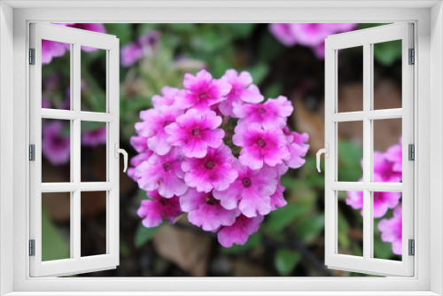 Fototapeta Naklejka Na Ścianę Okno 3D - ピンクの花