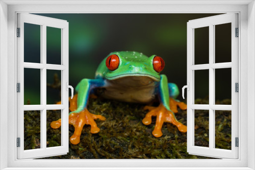 Fototapeta Naklejka Na Ścianę Okno 3D - Red eyed tree frog sitting on a mossy branch