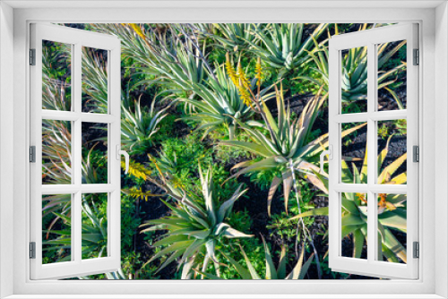 Fototapeta Naklejka Na Ścianę Okno 3D - Aloe vera field; Furteventura, Canary Islands