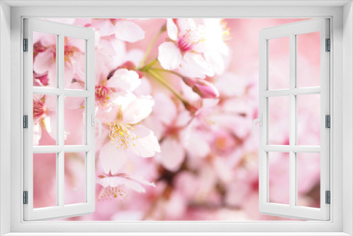 Fototapeta Naklejka Na Ścianę Okno 3D - 色鮮やかな大寒桜が満開な日本の春の風景