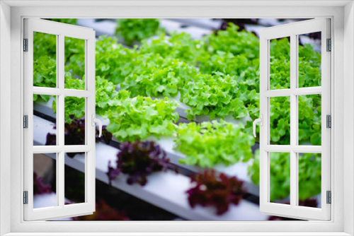 Fototapeta Naklejka Na Ścianę Okno 3D - Organic vegetable salad garden