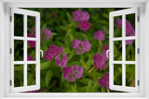 Fototapeta Naklejka Na Ścianę Okno 3D - Blooming Willow-herb meadow. Chamerion Angustifolium, Fireweed, Rosebay Willowherb