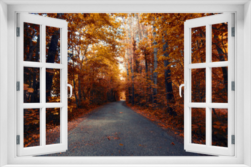 Fototapeta Naklejka Na Ścianę Okno 3D - beautiful autumn forest 